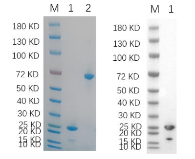 Reducing 4%-20% SDS-PAGE (CBB stained) and WB (Anti-His Mouse Mon centigradelonal Antibody) analysis profiles of purified TNFSF10.
1. TNFSF10: 1 μg
2. BSA 1 μg